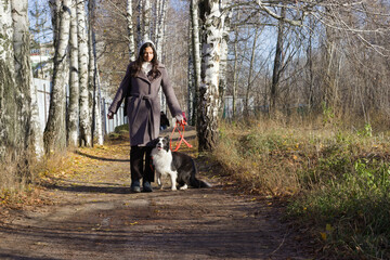Young woman in a brown coat, headscarf, and boots walks a black and white dog on a leash along a birch-lined forest path with autumn leaves. Great for pet walking, outdoor