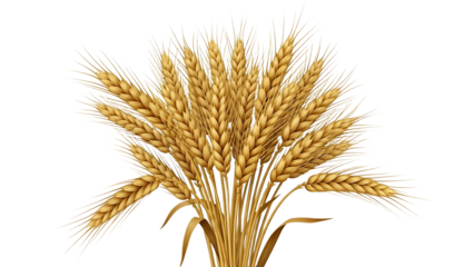 A golden wheat sheaf with a black background creating a striking contrast and highlighting the grains