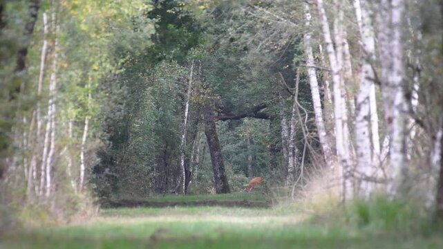 Roe deer fawn appearing in a forest path and crossing it while eating grass and observing. Capreolus capreolus, Sologne, Loiret 45, r&eacute;gion Centre Val de Loire, France, Europe