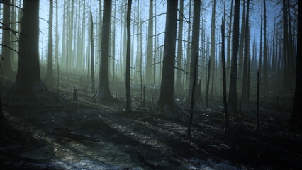 Fototapeta premium Charred trees stand tall in a once thriving forest, as sunlight filters through the haze. The scene captures the stark beauty of natures resilience after devastation.