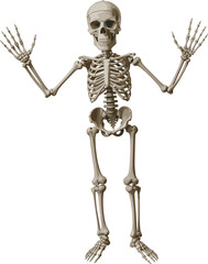 Human skeleton standing with raised arms, anatomical bone structure illustration, medical anatomy reference, educational skeletal model graphic for science and healthcare designs