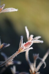 auf raureif scheint die sonne