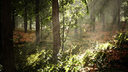 Obraz premium Sunbeams break through the canopy, casting warm light on a vibrant forest floor. Green leaves and underbrush create a serene and peaceful atmosphere in nature.