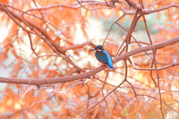 メタセコイアの紅葉とカワセミ
