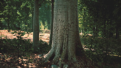 A large, ancient tree with a textured trunk rises prominently in a peaceful forest. Sunlight filters through the leaves, illuminating the vibrant greenery around it. Nature thrives here.