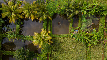 Aerial Landscape of Rice Fields with Integrated Fish Farming (Minapadi)