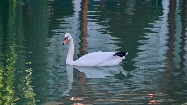 A close-up view of a white swan gliding through the water at the Lyabi Hauz pond in Bukhara, Uzbekistan, with ripples and reflections.