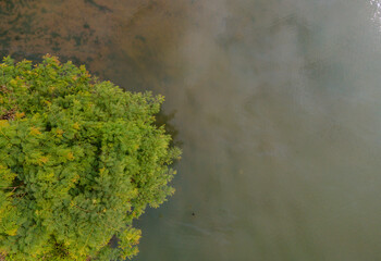 Drone View of Wetland Swamp Area and Forest Vegetation