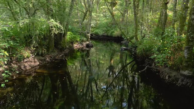 Trees Reflected Over Creek In The Nature Reserve In Casta&ntilde;os de Francos In Maceda, Province of Ourense, Spain. Dolly Shot
