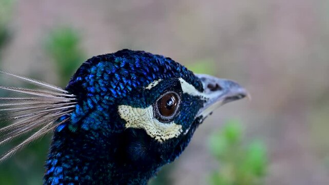 Close-up of a peacock head at Sitori i Mokhi Khosa in Bukhara, Uzbekistan, showing eye and crest details.