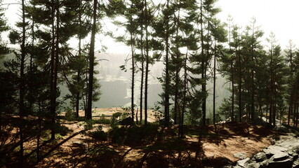 Sunlight breaks through the branches of towering trees, creating a beautiful display of light and shadow. The peaceful forest invites exploration and tranquility in nature’s embrace.