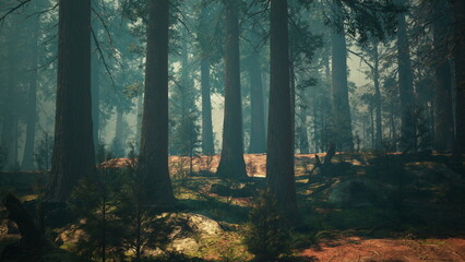Fototapeta premium Sunlight filters through tall trees in a serene forest, creating a soft glow. Lush green foliage and moss covered rocks add tranquility to the peaceful landscape.