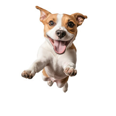 Fototapeta premium Happy dog jumping with joy against a white background showcasing excitement and playfulness.