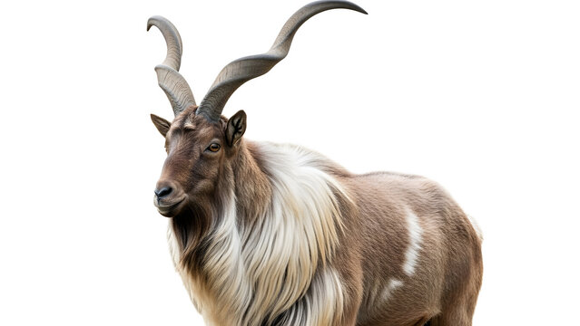 Majestic Markhor Wild Goat Isolated