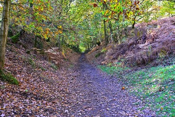 Autumn forest path with fallen leaves, trees, slope, and tranquility
