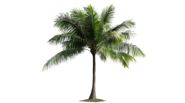 Tall palm tree with lush green fronds stands against a plain background.