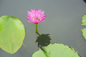 lotus flower