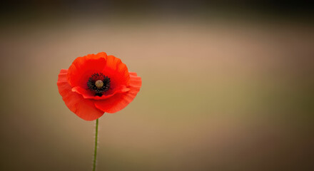 Remembrance Day featuring vibrant red poppy flower, symbol of solemn reflection. Remembrance Day occasion with vivid flower against blurred field background.