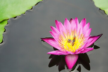 lotus flower