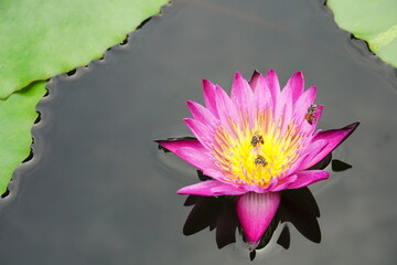 lotus flower