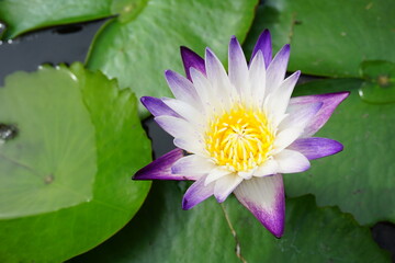 lotus flower