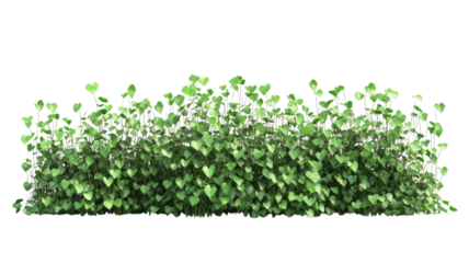 Lush green ground cover thriving in sunlight, creating a vibrant natural landscape scene.