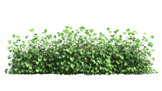 Lush green ground cover thriving in sunlight, creating a vibrant natural landscape scene.