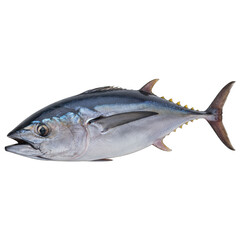 Fresh Whole Tuna Fish Isolated on Black Background Detailed Studio Shot Natural Seafood Healthy Food Ingredient