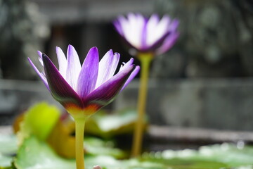 lotus flower