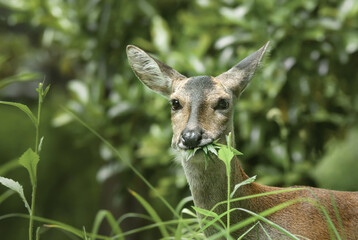 female roe deer