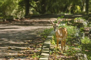 female roe deer