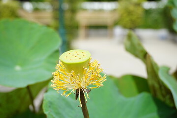 Lotus seed pod