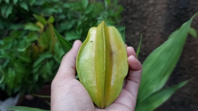A woman picks star fruit or carambola from a branch. Nature background.