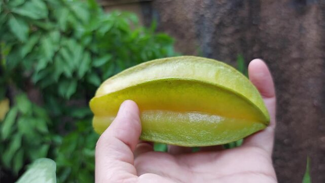 A woman picks star fruit or carambola from a branch. Nature background.