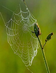 Obraz premium Morning dew glitters on a delicate spiderweb and green plant
