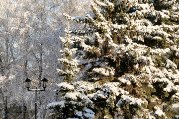 Fairytale  patterns  of tree branches dusted with snow