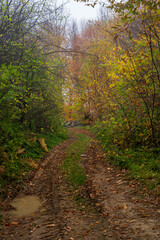 Obraz premium Narrow muddy forest track winds through dense autumn vegetation