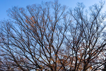 都心散歩　冬間近の浜離宮の森