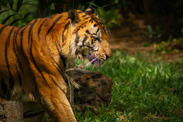Sumatran tiger in its natural habitat, showcasing distinctive dark stripes, sharp features, and powerful presence, representing Indonesia’s endangered wildlife.