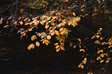 Delicate orange leaves hang against a dark moody forest background