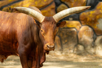 Ankole-Watusi cattle with long, distinctive horns standing in natural habitat, showcasing the breed’s impressive size and unique African livestock characteristics.