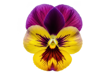 Detailed close-up of a vibrant pansy flower with purple and yellow petals, floral design element, botanical illustration, isolated on transparent background