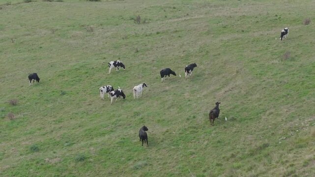 Forward aerial approach to black-and-white cows grazing on the meadows of Cantabria, accompanied by white cranes. Rural scene linked to the region&rsquo;s dairy heritage and famous sobaos pasiegos.
