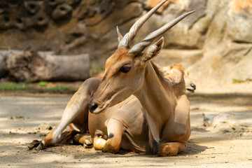 A resting antelope sitting calmly on the ground, showcasing its slender body and graceful horns in a peaceful natural habitat.