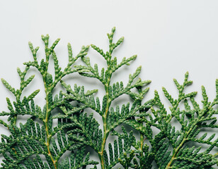 Branch of green thuja on a white background