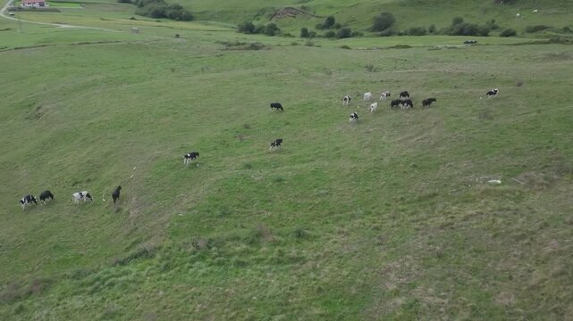Aerial view of black-and-white cows grazing on the rolling green meadows of Cantabria, joined by elegant white cranes. A rural scene linked to the rich dairy tradition and famous sobaos pasiegos.