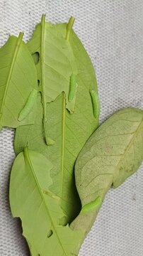 caterpillars on green leaves in the garden