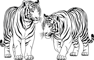 Two tigers standing side by side with detailed stripes and muscular bodies in black white wildlife illustration, flat vector
