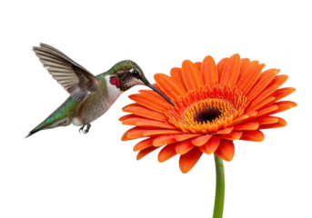 Ruby throated hummingbird flying to orange gerbera flower nectar isolated on transparent background