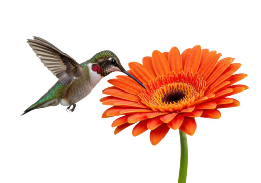 Ruby throated hummingbird flying to orange gerbera flower nectar isolated on transparent background - Powered by Adobe